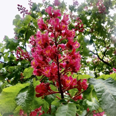 Blüten Rosskastanie 10.5.24