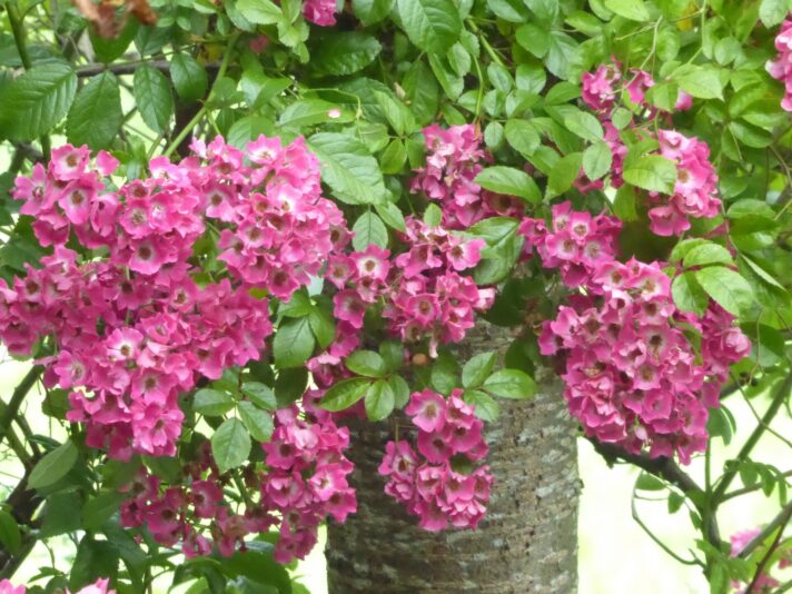 1.7.2022 zweites Halbjahr beginnt (9)