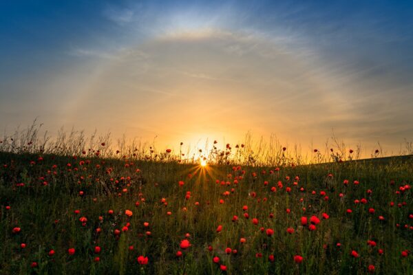 fototapete-red-poppies-and-sunrise_big01
