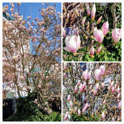 20250319_225357-COLLAGE