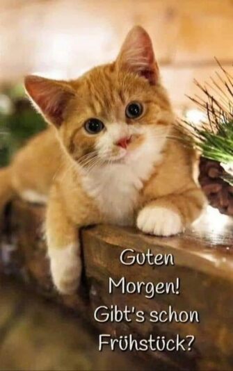 IMG_4814.JPG Katze hat Hunger