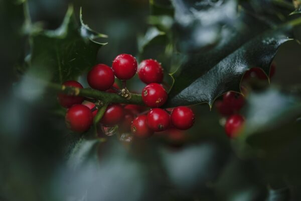 Am Morgen rote Beeren27.11.25