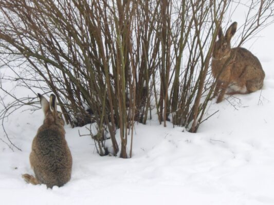 Januar - Februar 2010 063