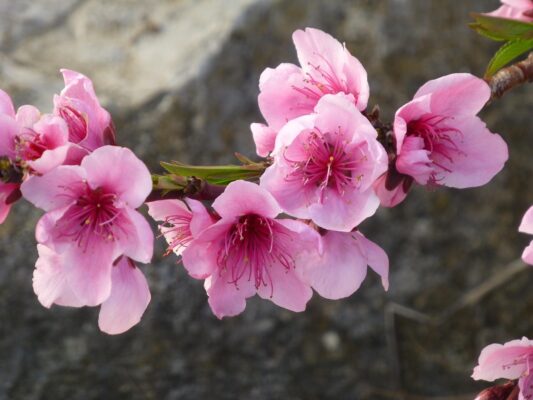 Mandelblüte 19.3.26