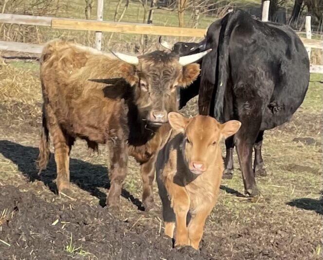 918C0FEC-70E8-4D37-BAD8-3D46DAFAED3E