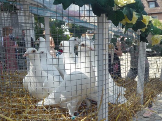 14.5.2022 Hochzeit m. Friedenstauben a. Marktplatz (2) 3