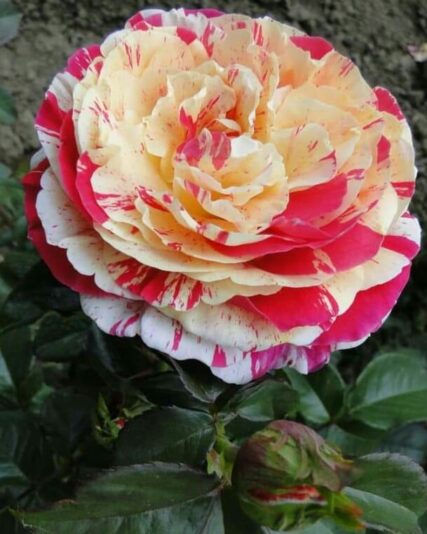 289435836_450922667037273_4498015752345145733_n