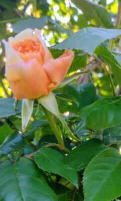 IMG_20250501_165711438