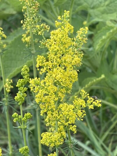 515287692_1275946370561374_4629832795231376914_n