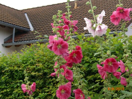 Schwarzwald 2013 002