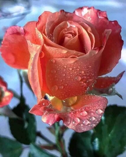 287739562_445405237589016_6887944322478816803_n