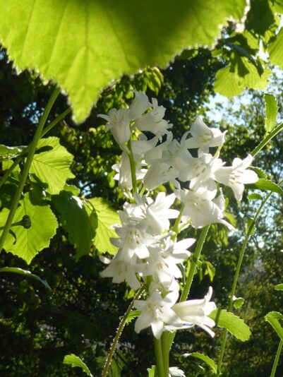 3.6.2021 Fronleichnam (63)