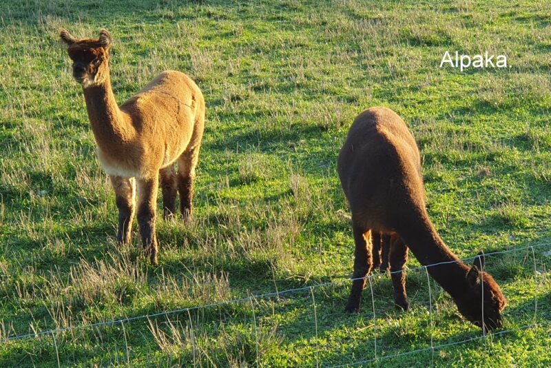 Alpaka.