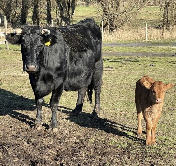 97004A8B-BD2E-45A1-A726-9A039012D4F2