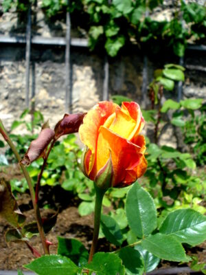 Erste Rosen. Dornburger Schlösser.