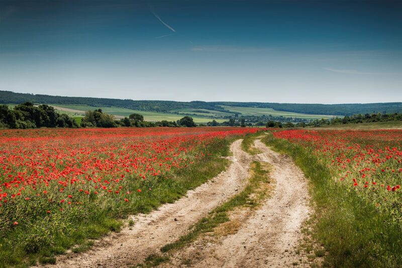 mohnfeld002_2400x1600