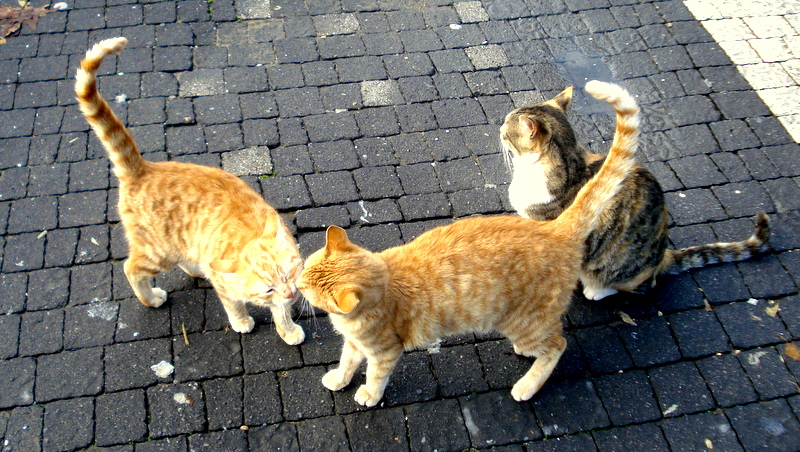 Türkische Kätzchen.