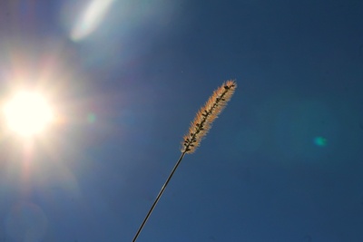 Sonnenlicht-Sonnenstrahlen-Vitamin-D