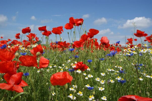 8ddef4ad806758f474946f972112d89c