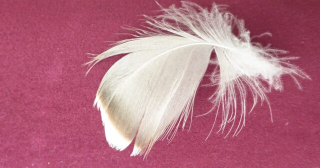 2022-03-12 Feder (1)