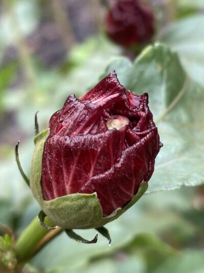 4502ACAD-2DA3-495A-A4D3-D7606F1457DC