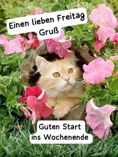 IMG_4702.JPG Freitagsgruß