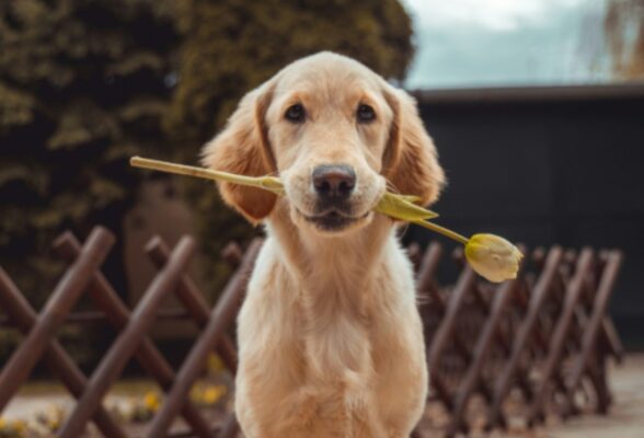 Screenshot_20260127_134518_Google