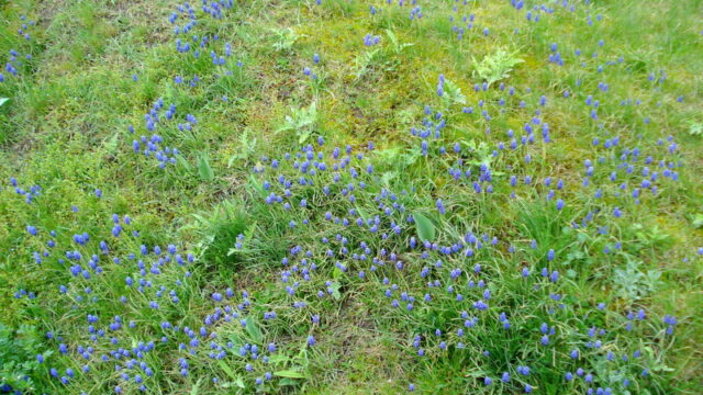 Traubenhyazinthen im Rasen.