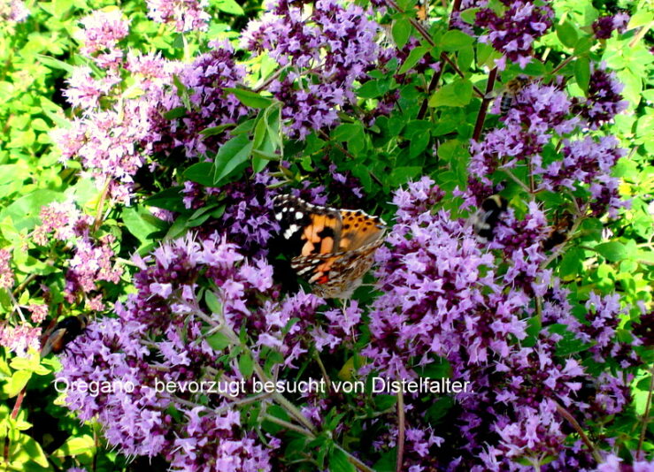 Oregano - bevorzugt besucht von Distelfalter.