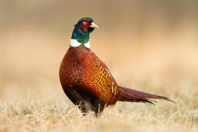 shutterstock_350261663