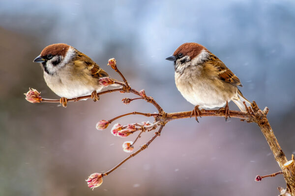 421831320_904135351351173_5436196992186132074_n