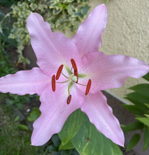 89C3EFAF-6198-45DE-94B6-D29F60E5CAC5