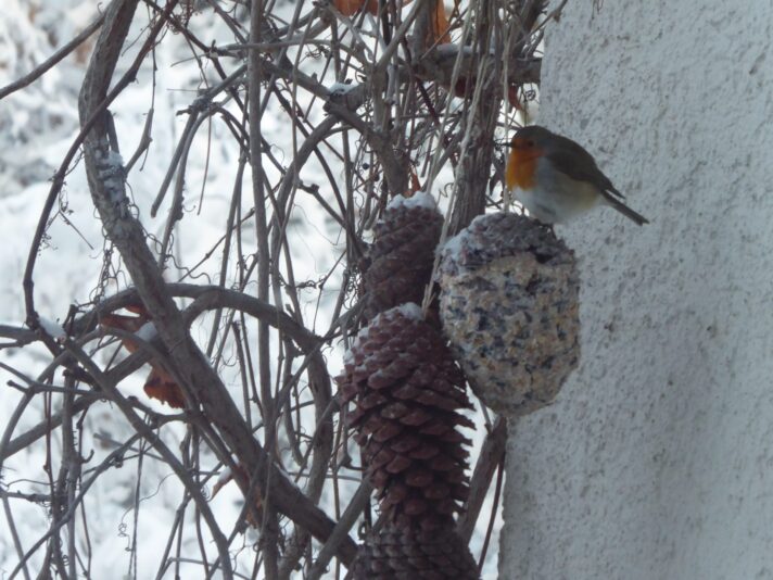 15.1.2021 Nacnmittag.. (27)