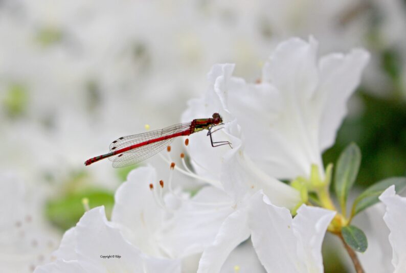 IMG_6866 -Kontrastreich -Libelle auf weisser Rhododendronblüte