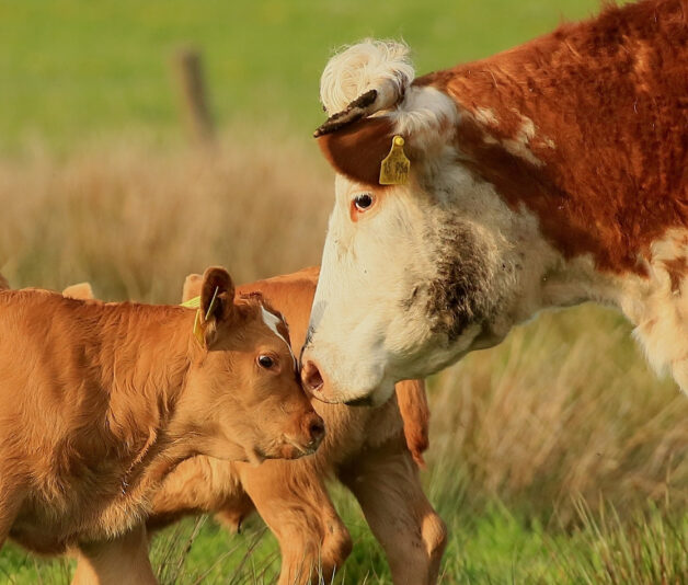 KuhKalb01.jpg.d320a96c8745767d2112d82632912065