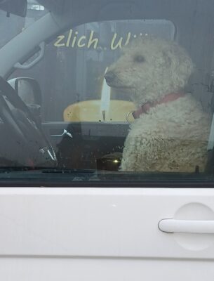 Gallery_1764150190644