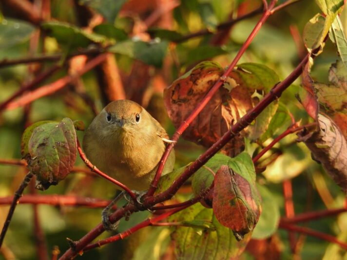 der-herbst-hat-augen-760e63b2-de9e-48c7-981e-ccd38f5d1793