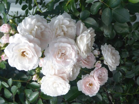 12.6.2022 bis 23. 6. Weeze (40)