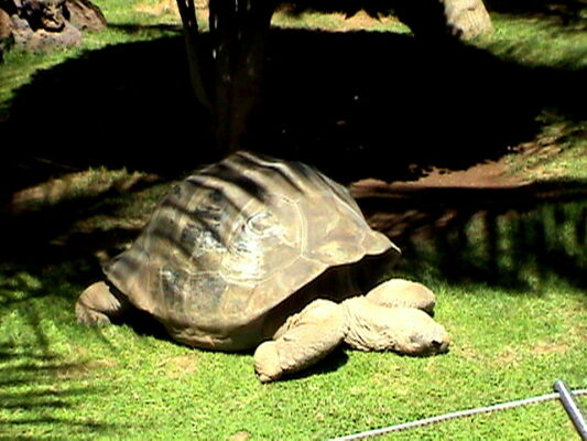 Riesenschildkröte