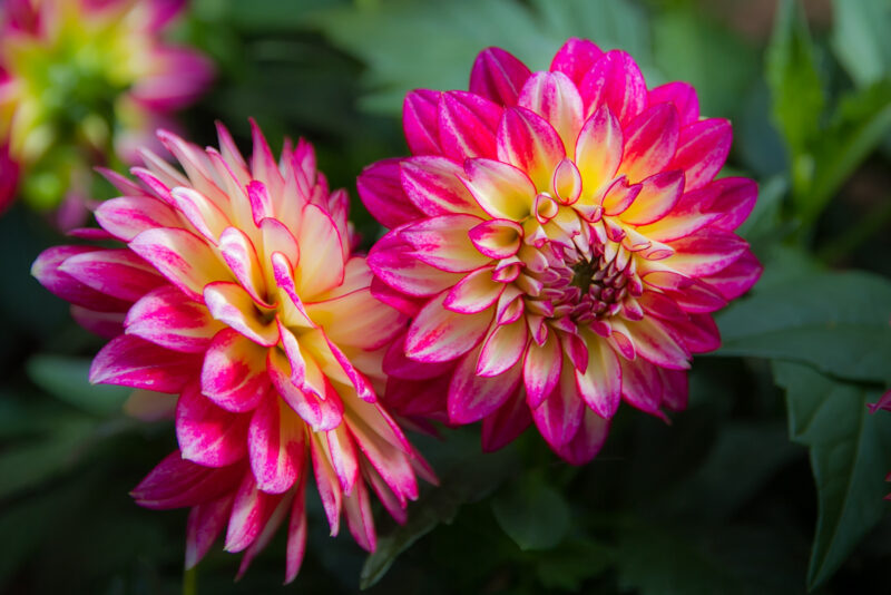 dahlien-6979b849-cc40-4e2e-bfbd-cafd863fd09b