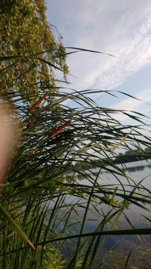 IMG_20200815_074753607