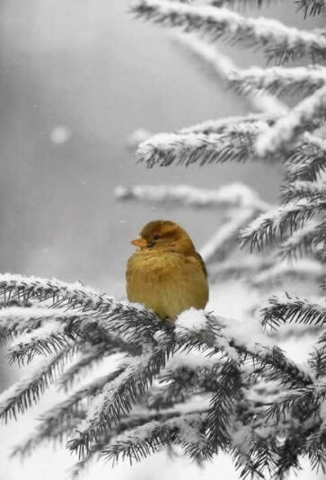 142406533_444490633256883_9033639863662530773_n