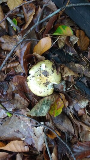 IMG_20201013_131047927