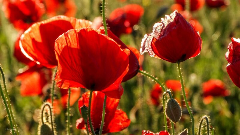 283749640_881359492818799_5574191069519237992_n