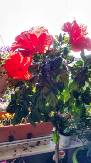 IMG_20220908_171829~2