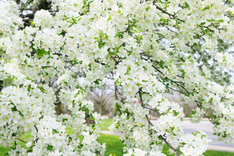 fruhlingsblumen-fruhlingszeit-1334488