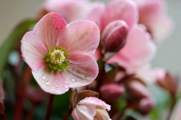 Christmas rose close-up