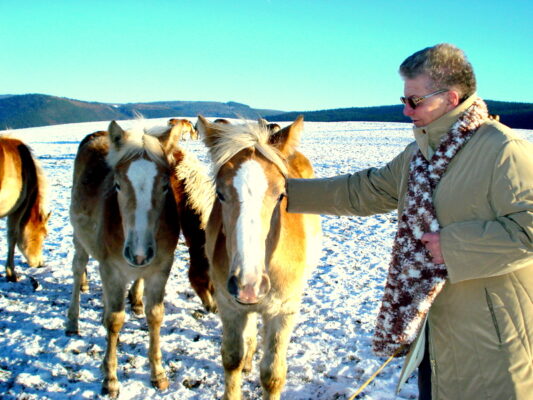 Zweijährige Haflinger - in Meura