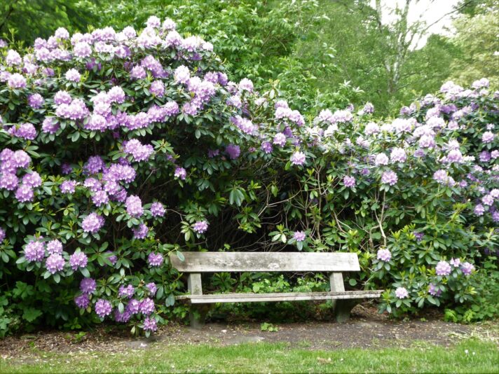 2022-05-25 Rhododendronblüte Ohlsdorf (13)