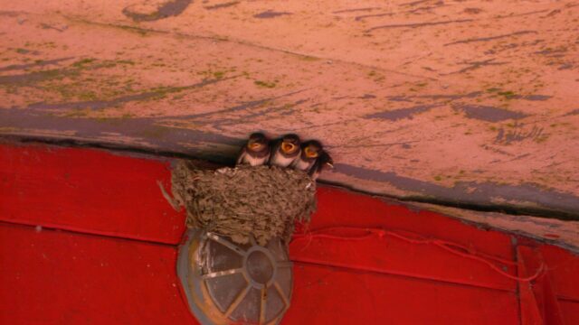 2012_Wittensee_00104